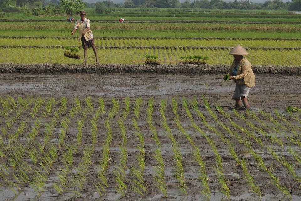 sawah
